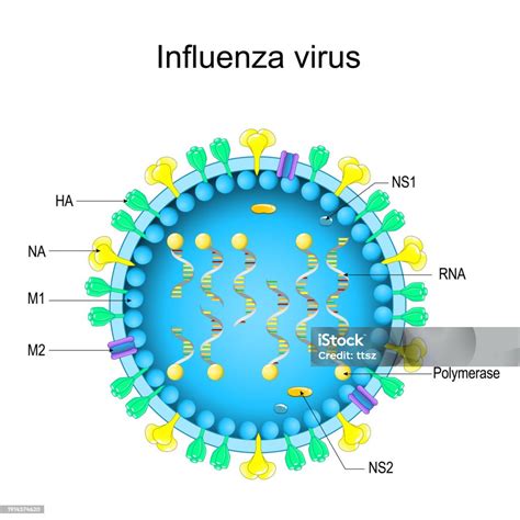 Influenza vírus képe
