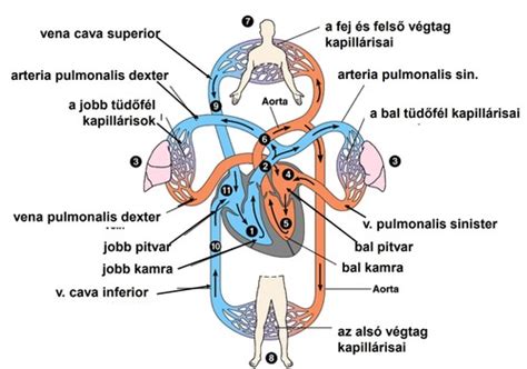 Anatómia a tricuspidalis billentyűről