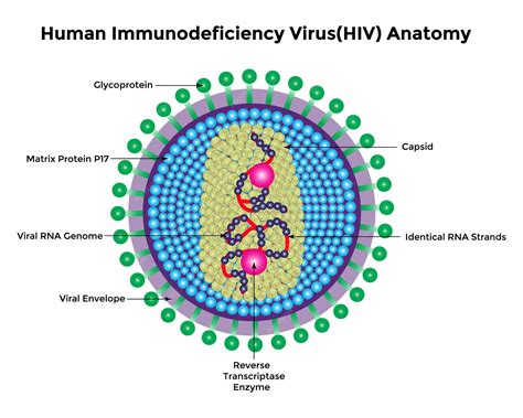 HIV vírus ábrázolása