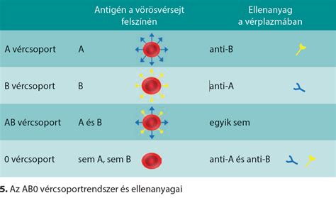 Az AB0 és Rh vércsoportrendszer