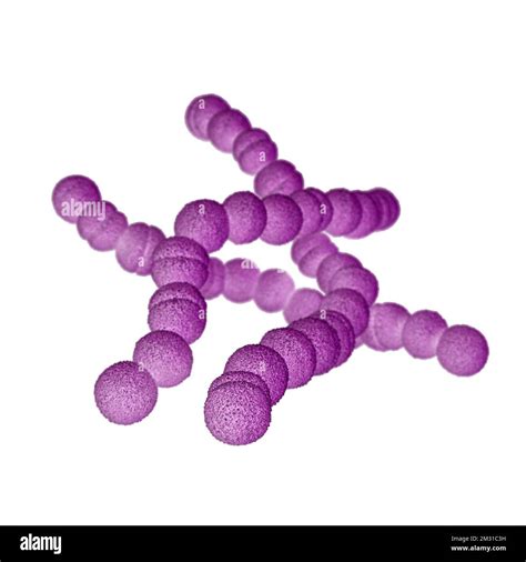 A Streptococcus B baktérium terjedése és hatása