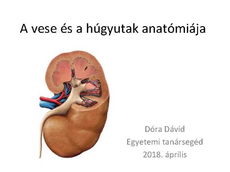 A húgyutak anatómiája férfiak és nők esetében