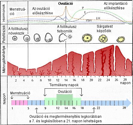 A menstruációs ciklus szakaszai és a peteérés