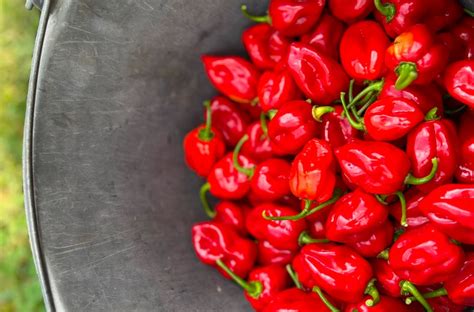 Friss chili paprika és gyömbér