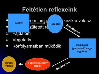 A tejleadó reflex működése