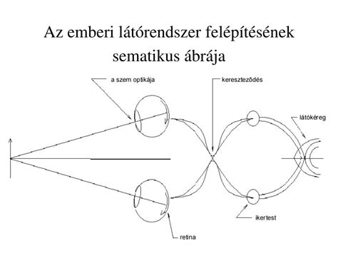 D-vitamin anyagcsere sematikus ábrája