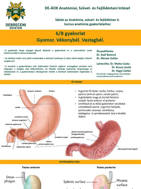A glutén hatása a vékonybél bolyhaira