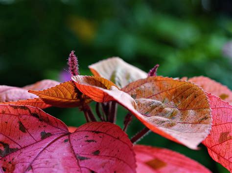 A cickafarkfű virágai és levelei