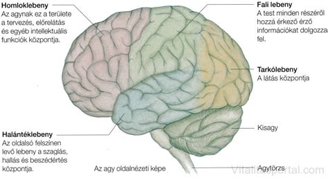Az agy szerkezete
