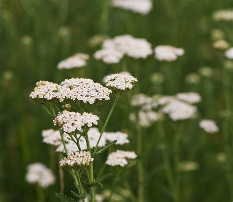Cickafarkfű tea elkészítése