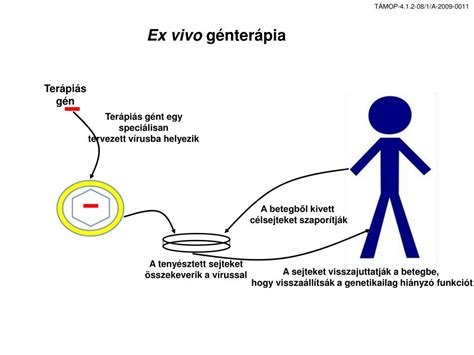 A génterápia bejuttatása a belső fülbe