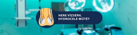 A here vízsérv anatómiai elhelyezkedése