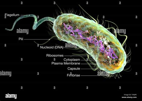 E. coli baktérium mikroszkópos képe