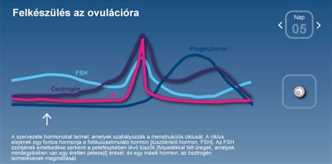 Tényezők, amelyek befolyásolják a menstruációs ciklust és az ovulációt