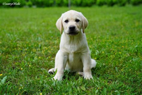 Labrador kölyök portréja
