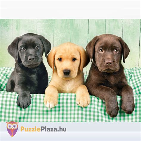 Alvó labrador kölyök