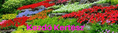 körömvirág virágok kertben