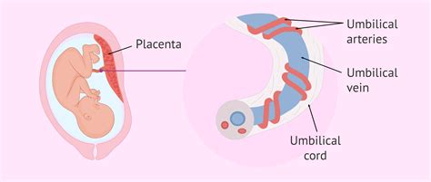 A placenta hatását szemléltető grafika