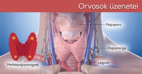 Pajzsmirigy anatómiája