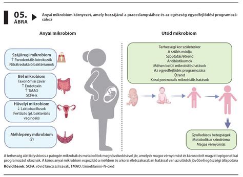A TORCH szindróma vírusai és azok hatása a magzatra