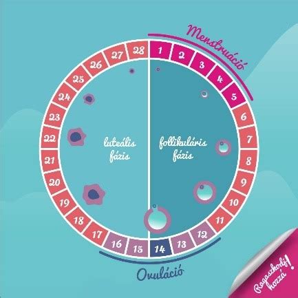 Ovulációs naptár használata