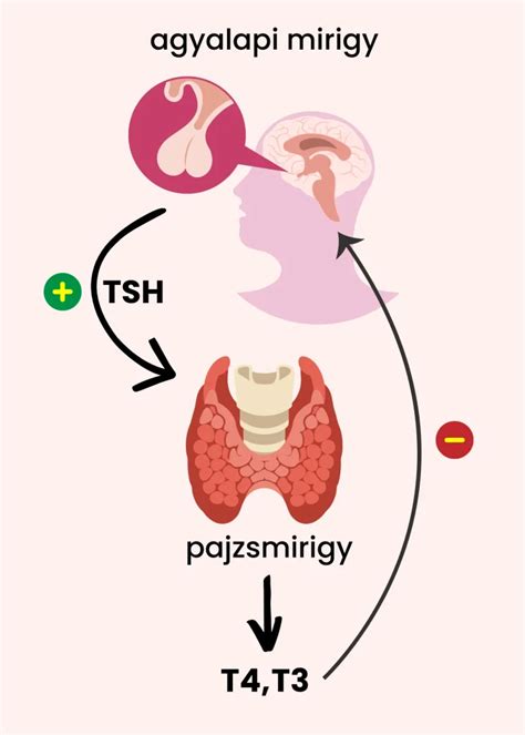 A pajzsmirigyhormonok működése