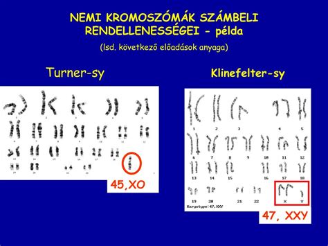 Nemi kromoszómák: XX és XY