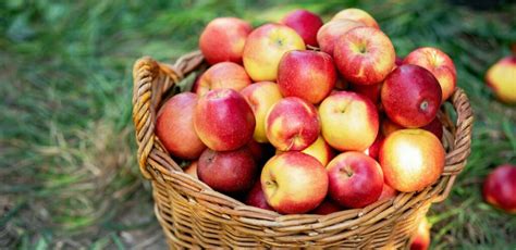 Őszi termények kosárban: sütőtök, kukorica, alma