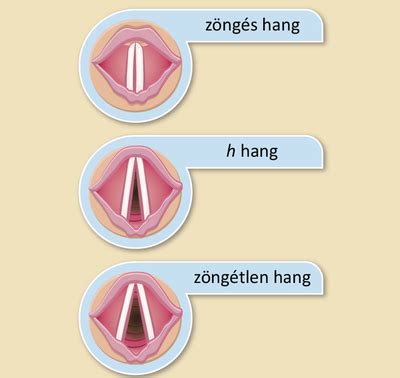 emberi hangszalagok