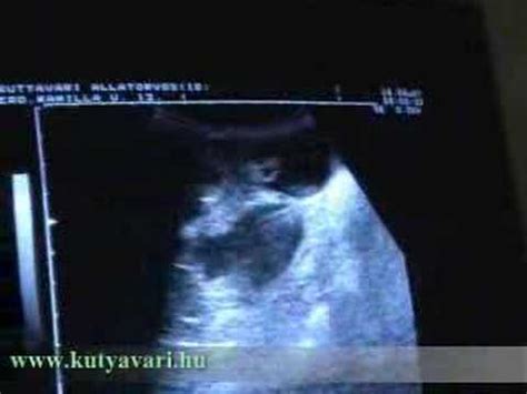 Vemhes kutya ultrahang vizsgálaton
