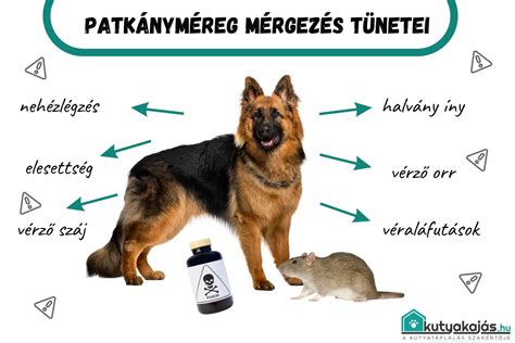 Eclampsia tünetei kutyáknál