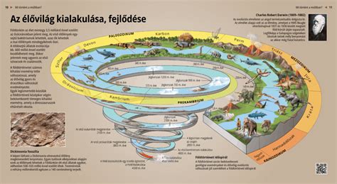 A petesejt megtermékenyítése és az első sejtek fejlődése