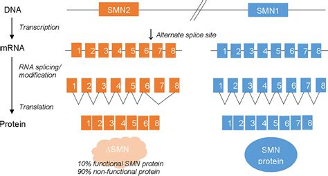 SMN1 és SMN2 gének működése SMA esetén