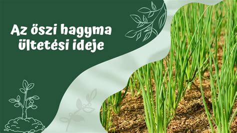 Az őszi hagyma ültetésének és gondozásának naptára