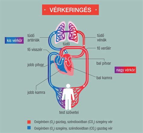infografika a keringési rendszer fontosságáról