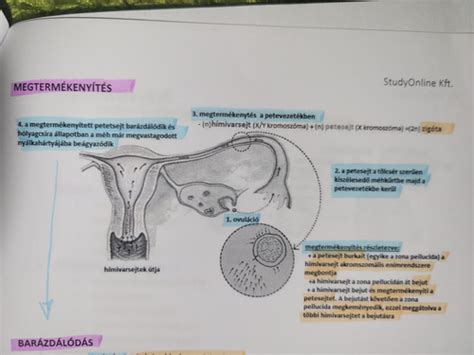 A megtermékenyített petesejt beágyazódása a méhfalba