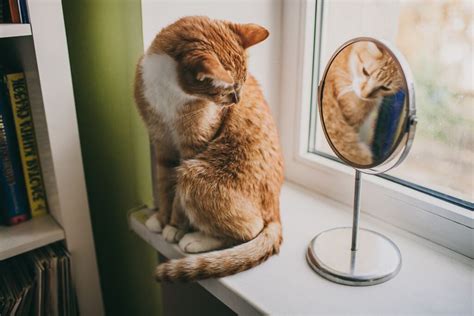 Csecsemő a tükörben nézi saját magát és mosolyog