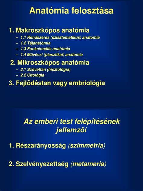 Anatómiai ábra a húgyutakról