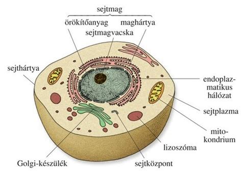 A méhlepény és a köldökzsinór vázlatos rajza