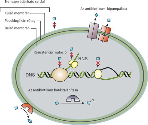 Infografika az antibiotikum rezisztencia növekedéséről