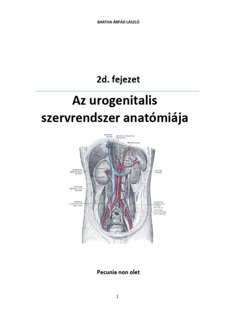 Az urachus anatómiája