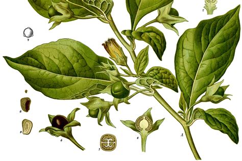 Belladonna növény és bogyói