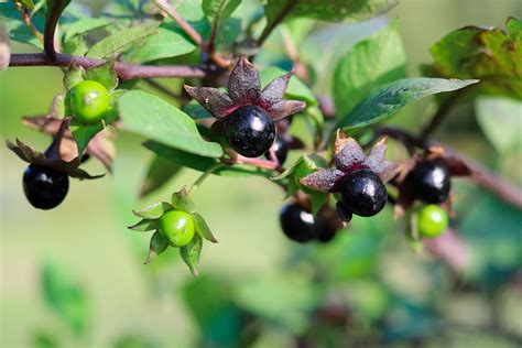 Belladonna elterjedési területe