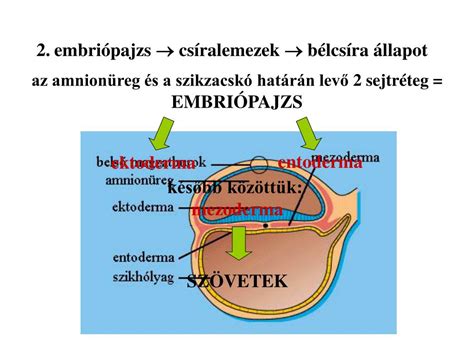 A méhlepény és a köldökzsinór működésének illusztrációja