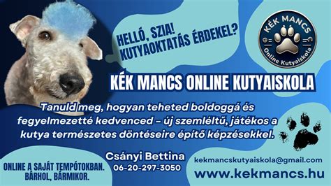 Szobakennelben pihenő kutya