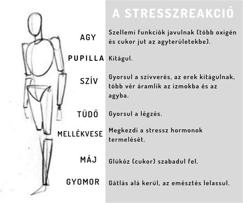 A méhlepény működését és a gyógyszermolekulák átjutását szemléltető ábra
