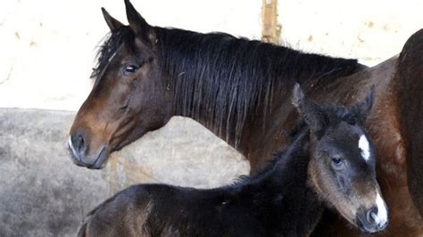 Újszülött csikó az anyjával