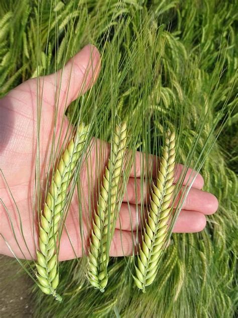 Búza és árpa csíráztatás