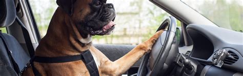 Gyermekek elhelyezése az autóban