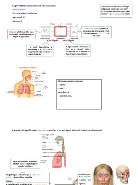 Periodikus légzés grafikája